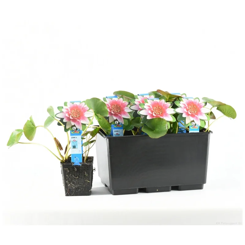 obi2-1138746